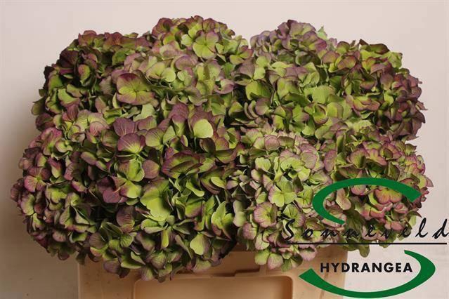 <h4>HYDR M CH VERE BL CL</h4>