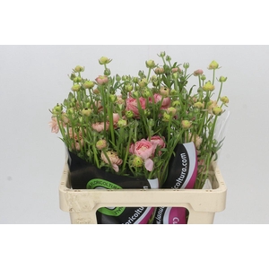 Ranunculus Natura Moderna Riviera