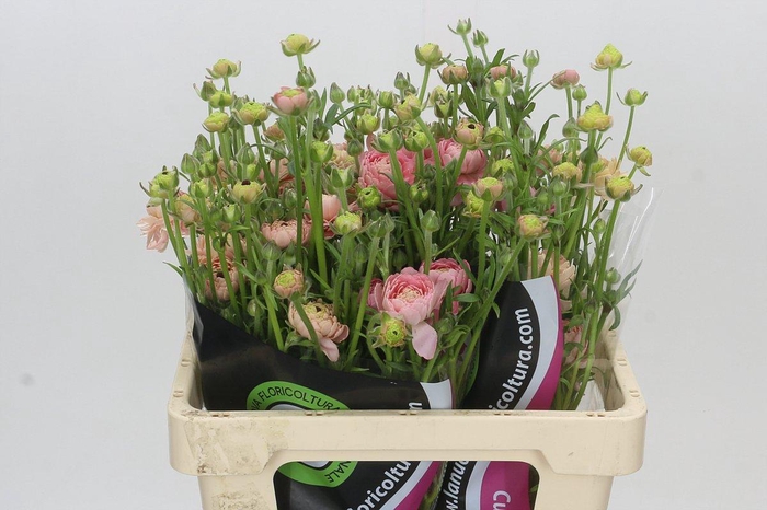 <h4>Ranunculus Natura Moderna Riviera</h4>