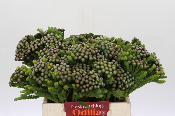 <h4>Kaaps Groen Albiflora</h4>