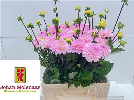 <h4>DAHLIA  'WIZARD OF OZ'</h4>