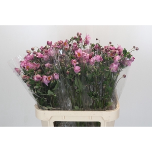 Anemone Charlotte Pink