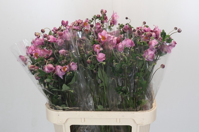 <h4>Anemone Charlotte Pink</h4>