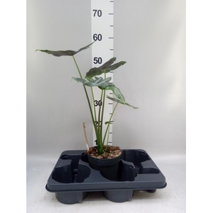 Alocasia   ...