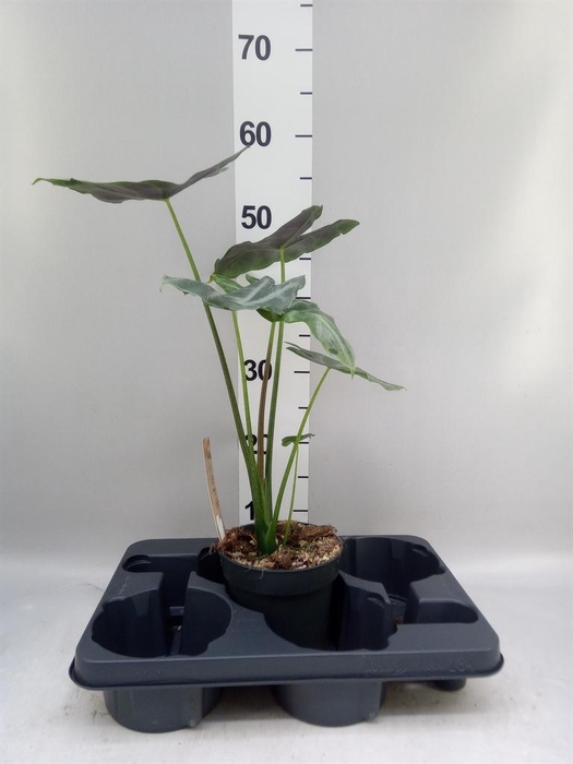 <h4>Alocasia   ...</h4>