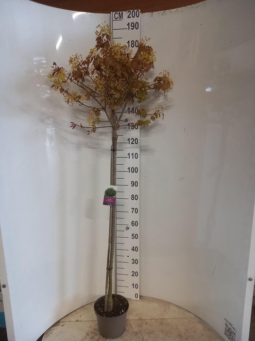 <h4>ACER PL GLOBOSUM</h4>