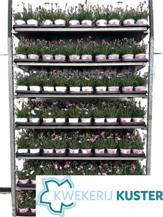 <h4>Dianthus 'Pink Kisses'</h4>