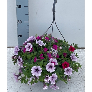 PERKPL GEM IN POT