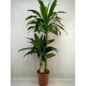 Dracaena frag. 'Janet Craig'