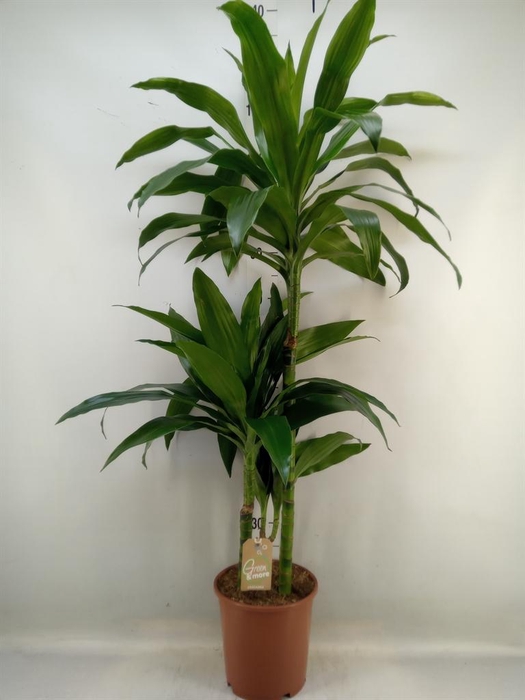 <h4>Dracaena frag. 'Janet Craig'</h4>
