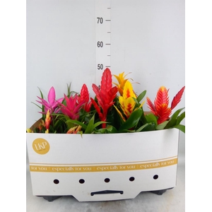 Bromelia ...mix 10