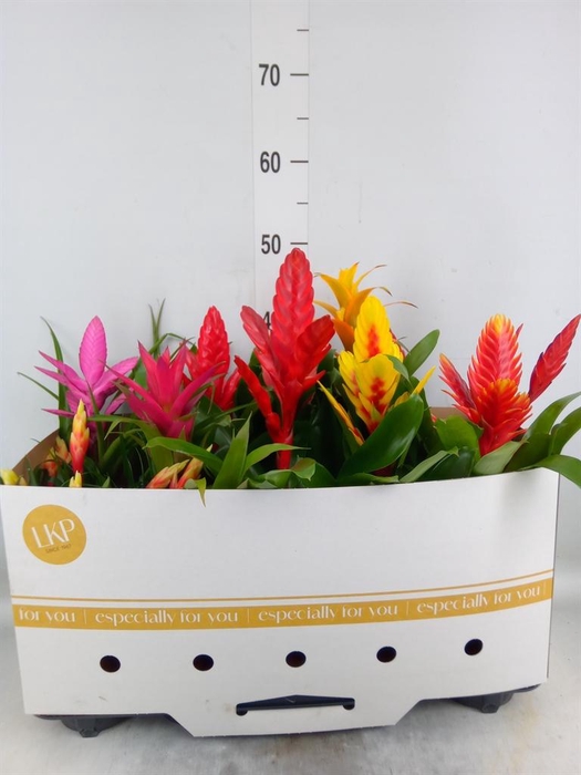 <h4>Bromelia   ...mix 10</h4>