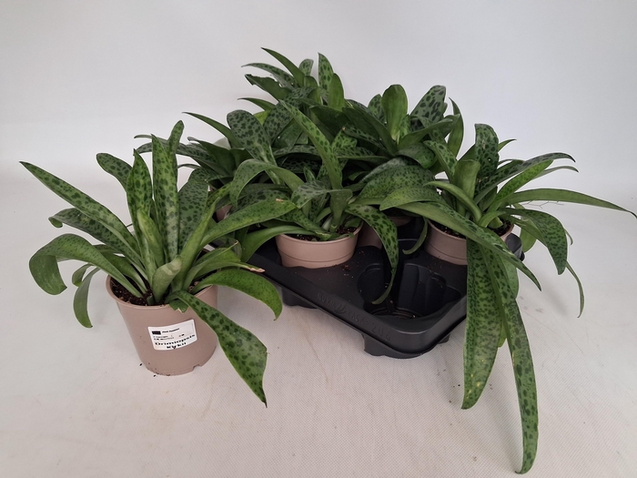 <h4>DRIMIOPSIS MACULATA</h4>