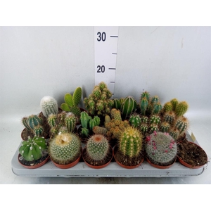 Cactus ...mix