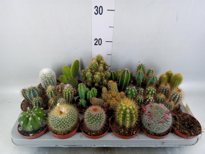 <h4>Cactus   ...mix</h4>