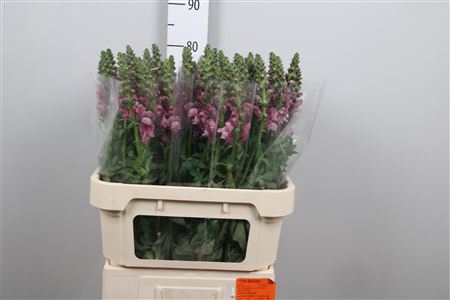 <h4>Antir Mary Lavender</h4>