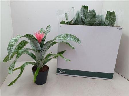 <h4>Aech Fas Primera</h4>