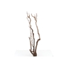 Syringa Branch Super Mozart