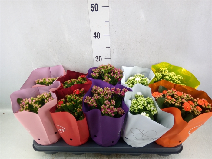 <h4>Kalanchoe blos.   ..rosebud rs fl 5</h4>