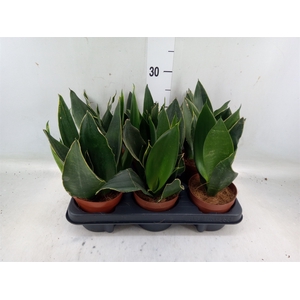 Sansevieria trifa.   ...