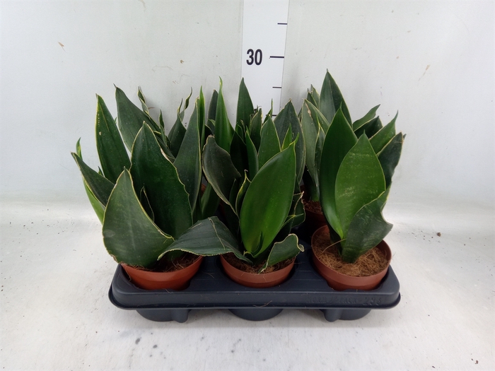 <h4>Sansevieria trifa.   ...</h4>