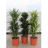 Dracaena