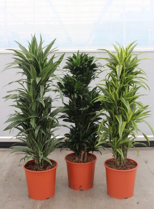 Dracaena