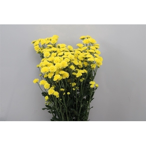 Chr T Stallion Yello