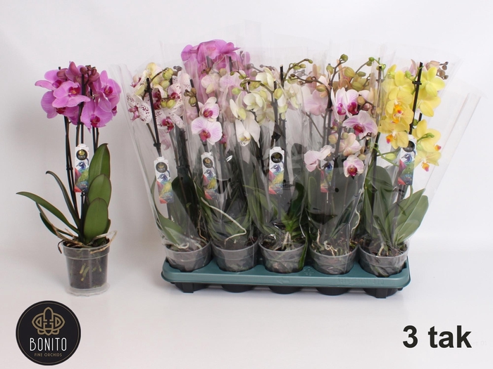 <h4>PHAL GEM 5 KL</h4>