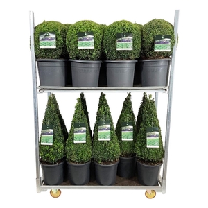 Buxus sempervirens