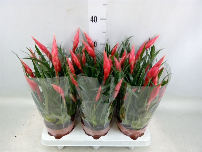 <h4>Vriesea  'Astrid'</h4>