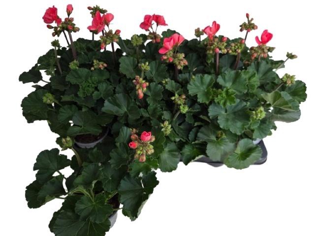 <h4>PEL ZON TOS SI LISA</h4>