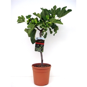 Ficus carica