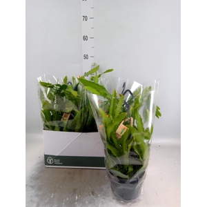 Rhipsalis   ...