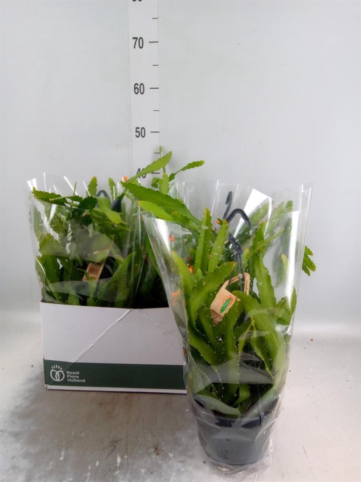 Rhipsalis   ...