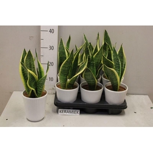 SANSEV FUTURA SUPERB