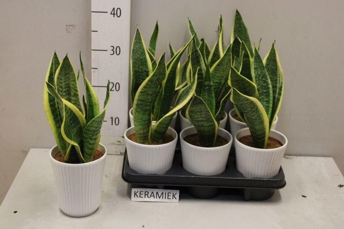 <h4>SANSEV FUTURA SUPERB</h4>