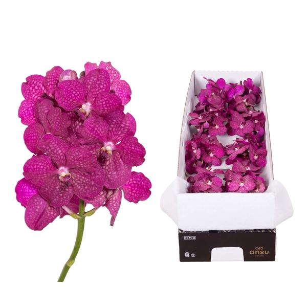<h4>Vanda Magic Fuchsia X12</h4>