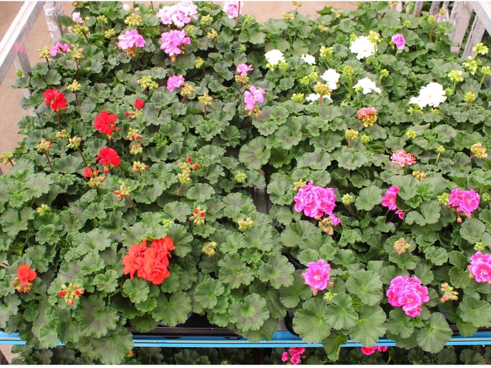 <h4>PEL ZON MIXK</h4>