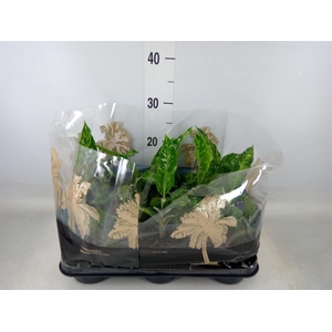 Aglaonema   ...