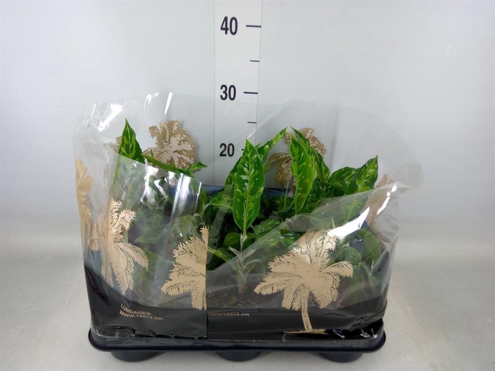 <h4>Aglaonema   ...</h4>