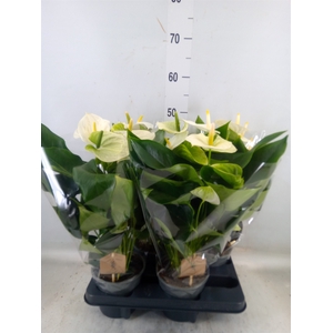 Anthurium andr. 'Cocos'