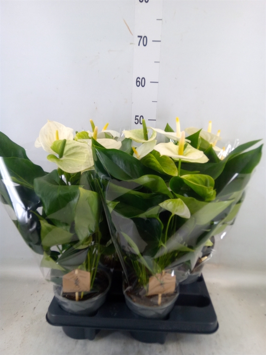 <h4>Anthurium andr. 'Cocos'</h4>