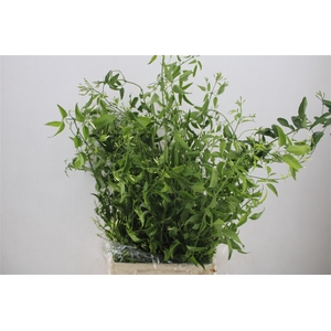 Jasmijn Ranken P Bunch
