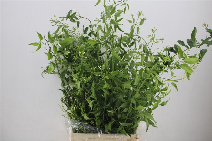 <h4>Jasmijn Ranken P Bunch</h4>