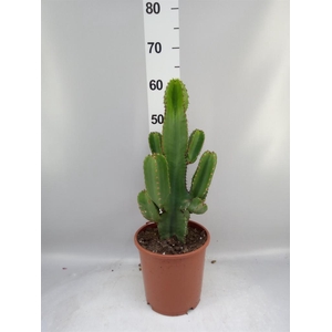 Euphorbia abyssinica