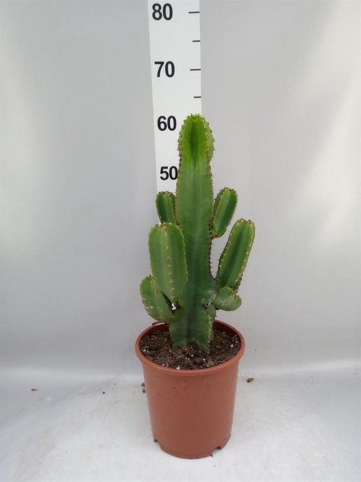 <h4>Euphorbia abyssinica</h4>