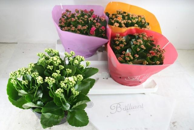 <h4>KAL GE GEM 4 KL</h4>