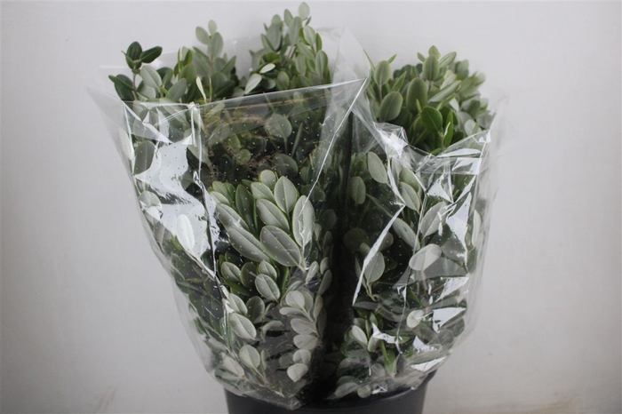 <h4>Pittosp Ralphi Leaves 200gr P Bunch</h4>