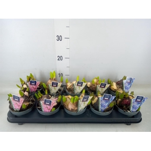 Hyacinthus orie. 'Multifl' ..mix 3